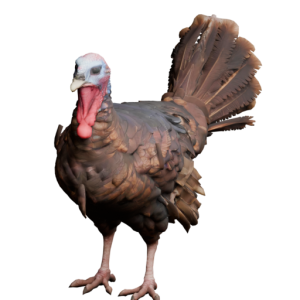 Icon Animal Turkey.png